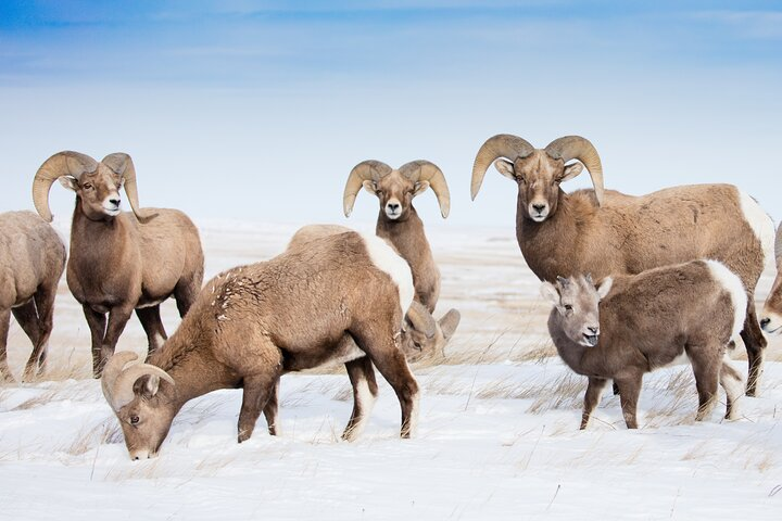 Grand Teton and Native American Petroglyph Tour - Photo 1 of 25